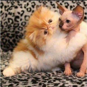 Bundle your likes 🤩